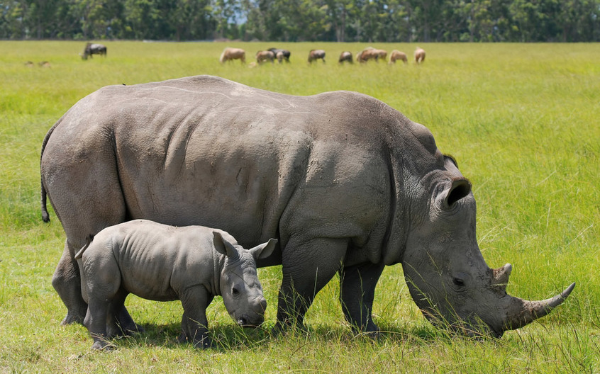 Javan Rhinoceros - ENDANGERED ANIMALS